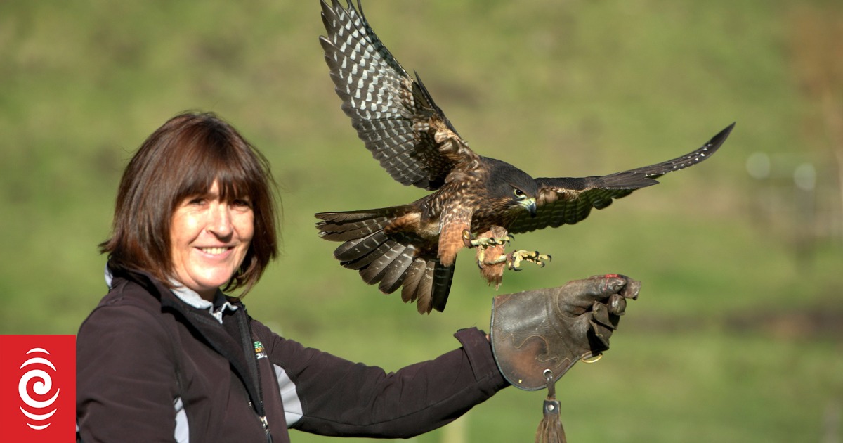 NZ Birds of Prey, NZ Falcon, Harrier