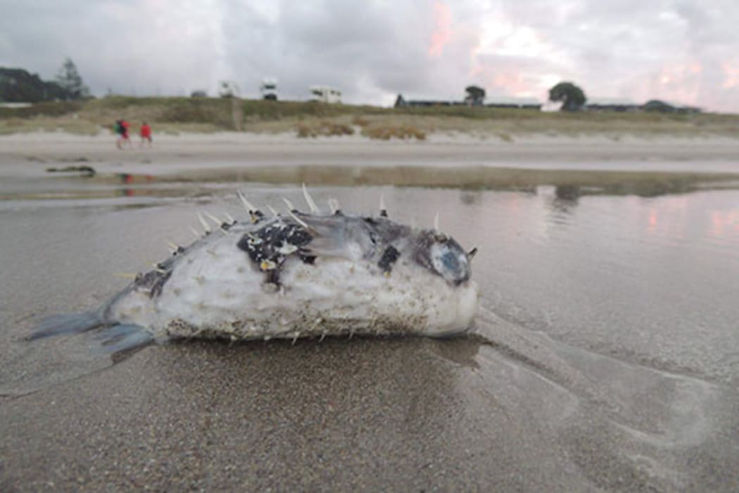 Public urged to stay away from puffer fish in Coromandel RNZ News