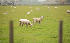 Sheep in the Hawke's Bay area