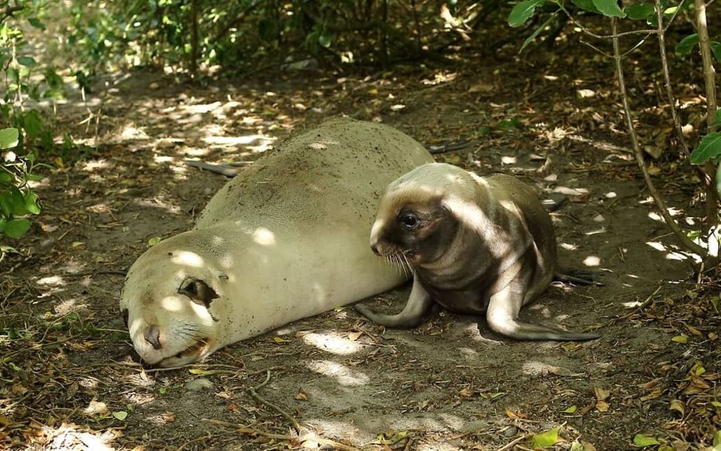 A Dunedin sea lion and her new-borne pup.