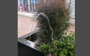 Masterton District Council was spotted using unattended watering with a damaged drip line amid strict water restrictions.