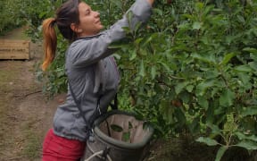 French backpacker Aurelia, 23, is picking apples for the first time.