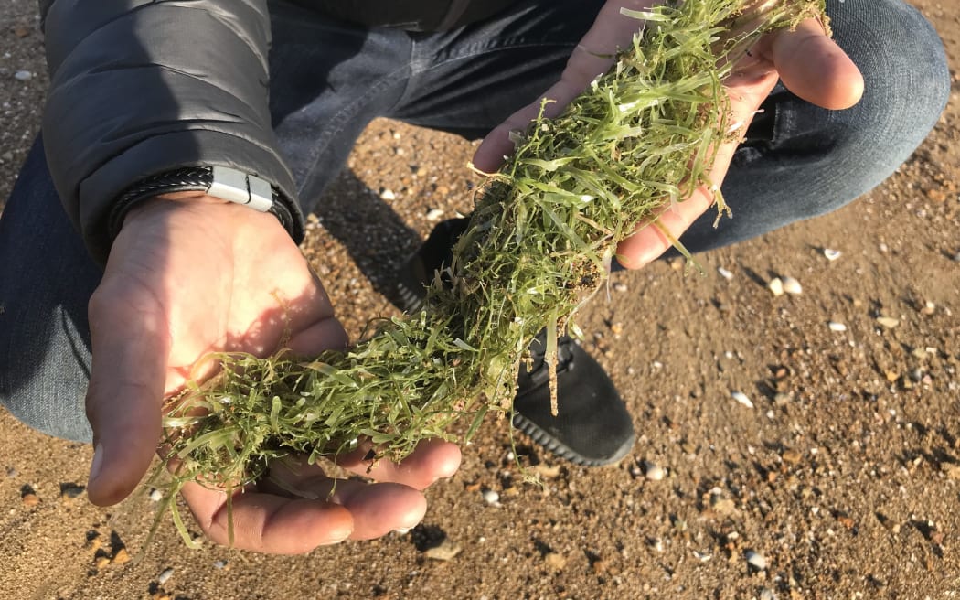 Caulerpa on the beach at Omakiwi Cove Bay of Islands.