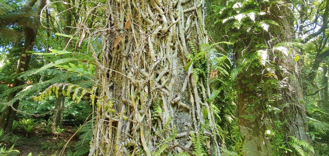 Tree trunks covered in an assortment of epiphytes.