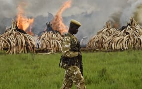 A Kenya Wildlife Services (KWS) ranger stands guard around illegal stockpiles of burning elephant tusks, ivory figurines and rhinoceros horns at the Nairobi National Park on April 30, 2016