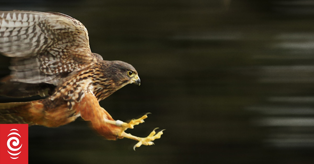 Warning as nesting kārearea/NZ falcon attack walkers, cyclists in Richmond Hills - Vimarsana News