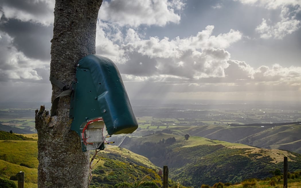 Rodents beware: AI device being developed in NZ to kill invasive species |  RNZ