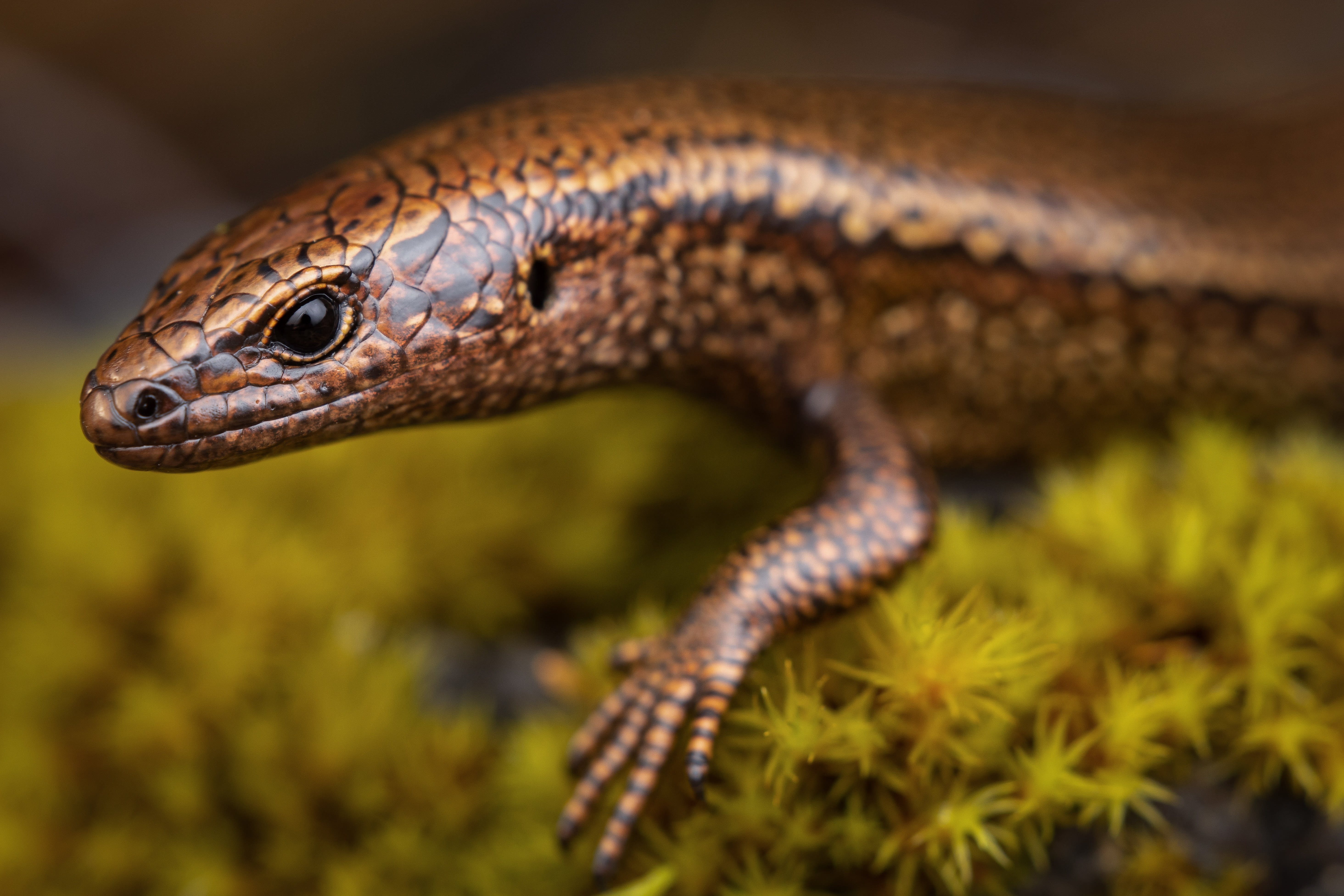 Reptiles and amphibians of Aotearoa RNZ