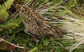 The elusive and enigmatic snipe, or tutukiwi.