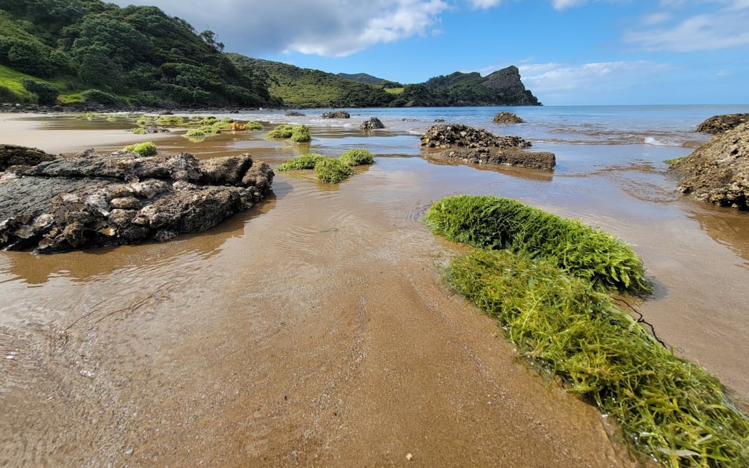More than 100 tonnes of caulerpa washed up in this Great Barrier Island Bay over Cyclone Gabrielle. Giant bright green caulerpa caterpillars can be seen on the sand in foreground of photo
(Photo Ministry for Primary Industries Sid Ware PLEASE CREDIT BOTH)