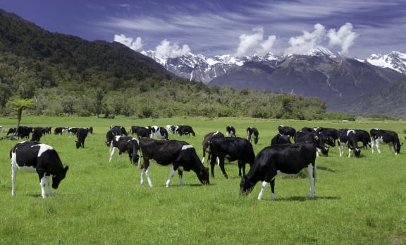 dairy cows grazing in a field