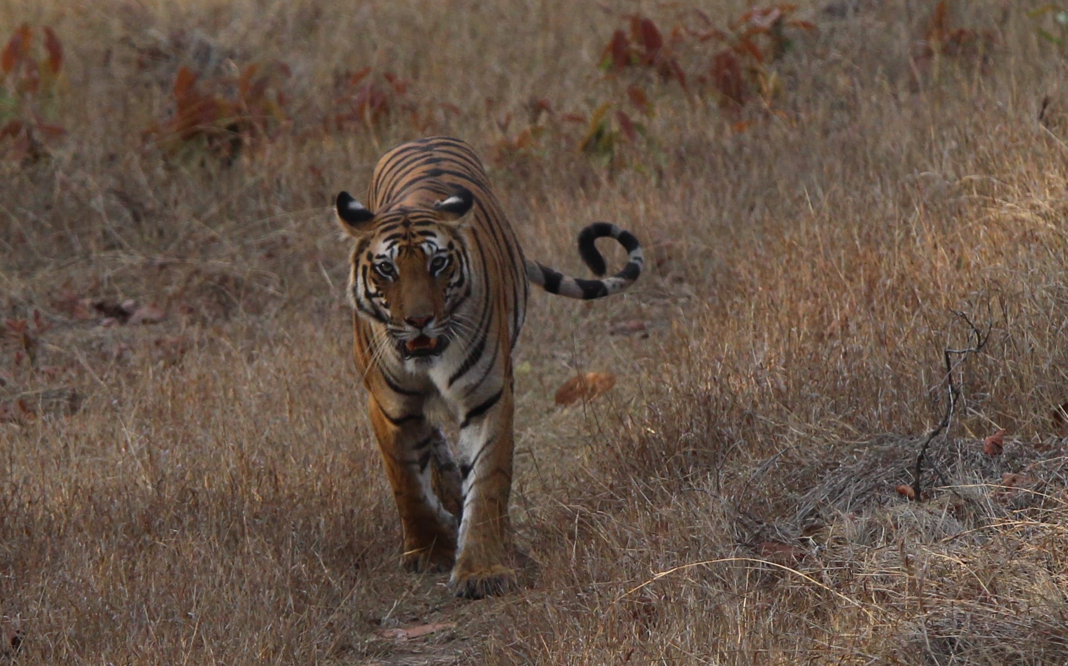 Female Tiger, Bandhavgarh