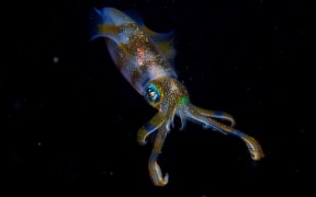 Cruz Erdmann: bigfin reef squid