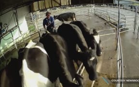 Farmwatch hid cameras at a Northland farm to capture this sharemilker abusing animals.
