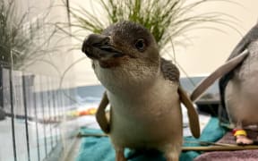 Rescued penguin Matiu at the International Antarctic Centre