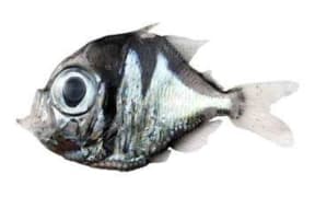 The new species of fish, Polyipnus Laruei, which was discovered off New Caledonia.