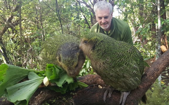 Daryl Eason, from the Department of Conservation's Kākāpō Recovery programme, watches on as hand-reared chicks Tiwhiri-2-A and Marama-1-A learn to eat different native plants as they prepare for their release into the wild.