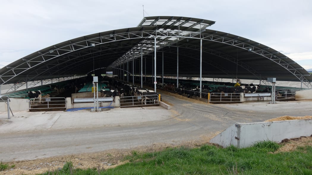 Dairy trial in Canterbury