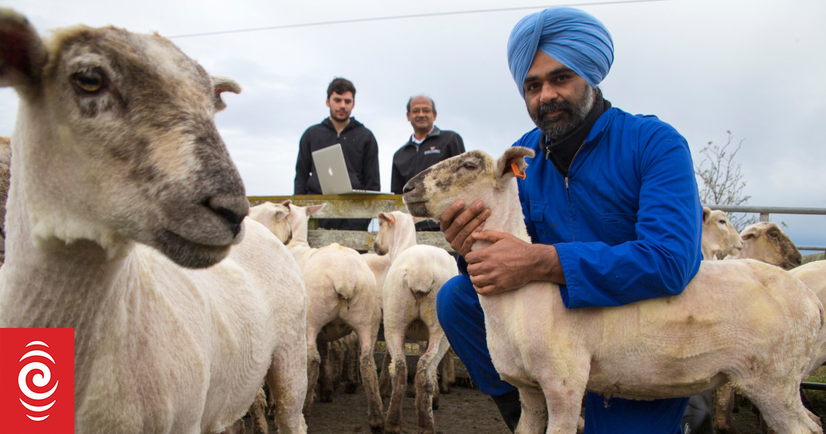 Feel no evil do Animals feel pain? RNZ