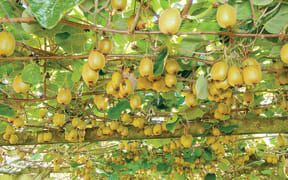 Growers of the golden variety of kiwifruit in Tairāwhiti are objecting to the district council increasing their rates based off the value of the licences to grow the fruit. The council believes the licences constitute an increase in value to the land.