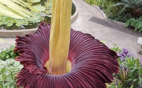 The Amorphophallus titanum, also known as the corpse flower, in full blossom at the Winter Garden in Auckland Domain.