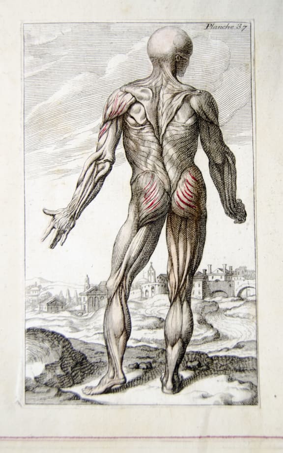 Muscles are at peak performance in our 20s, and decline in strength as we age. Old anatomical drawing of a well-muscled man.