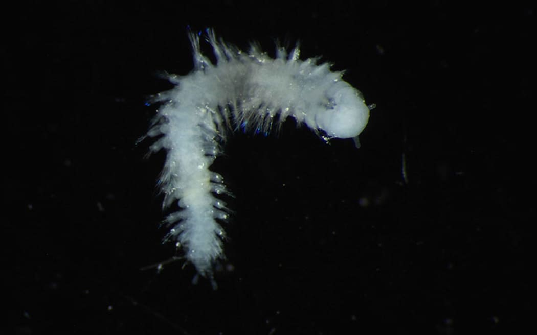 A newly discovered worm species from APEI-4 that is unknown to science, this species will be given a description and a name.