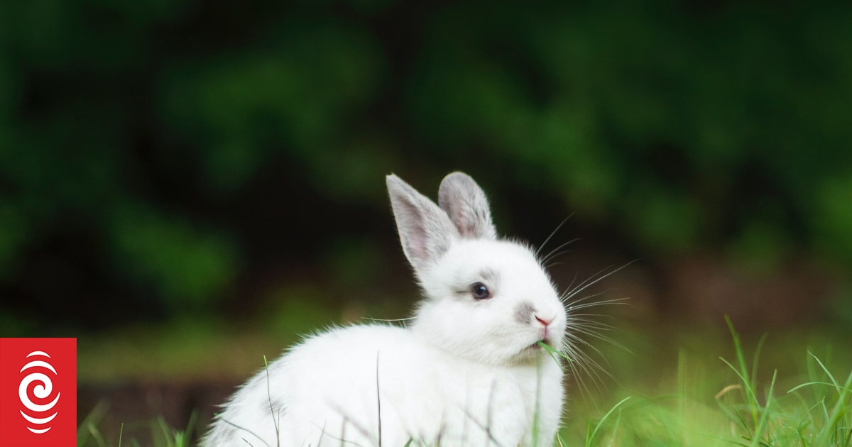 Think twice about getting a pet rabbit for Xmas – animal control