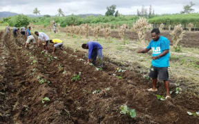 Vanuatu Agriculture Department staff plant sweet kumala cuttings for distribution to farmers