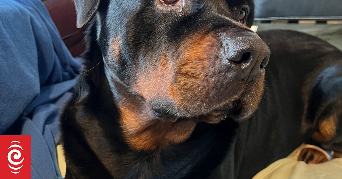 Tears as rottweiler Chopper ordered to be put down - Vimarsana News