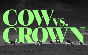 Cows graze on a hill top with the words "Cow versus Crown" imposed in the sky behind them.