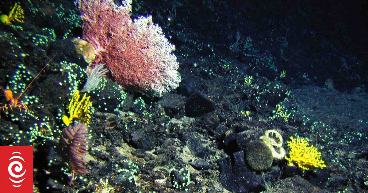 Where to next for a Kermadec ocean sanctuary? - Vimarsana News