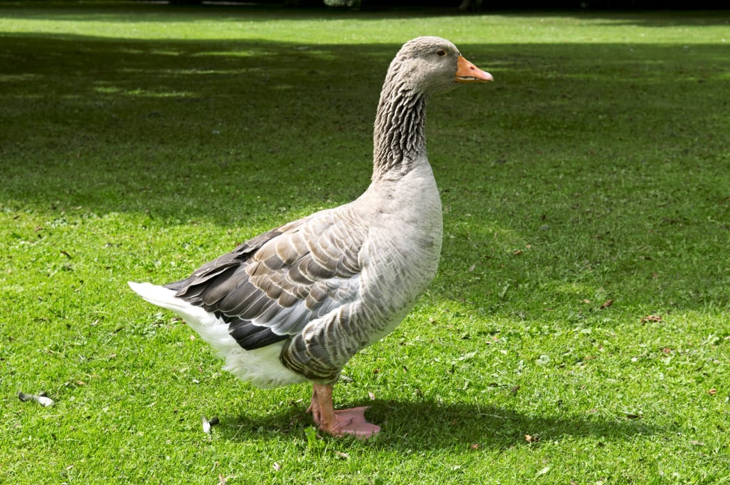 14493462 - gray goose on a green lawn