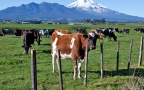 farming in NZ