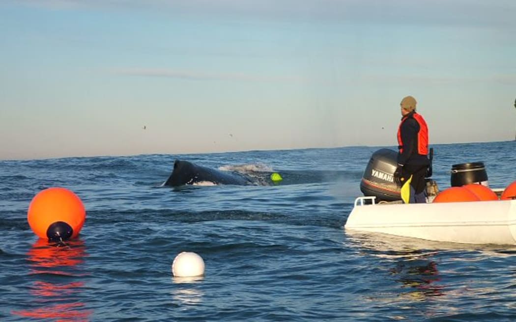 A whale entangled in rope off the Otago coast.