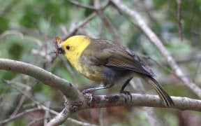 The once rare mohua is now the most common native bird in South Westland's Landsborough Valley.