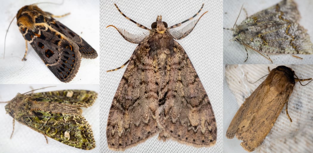 100-year moth project – in the footsteps of George Vernon Hudson | RNZ