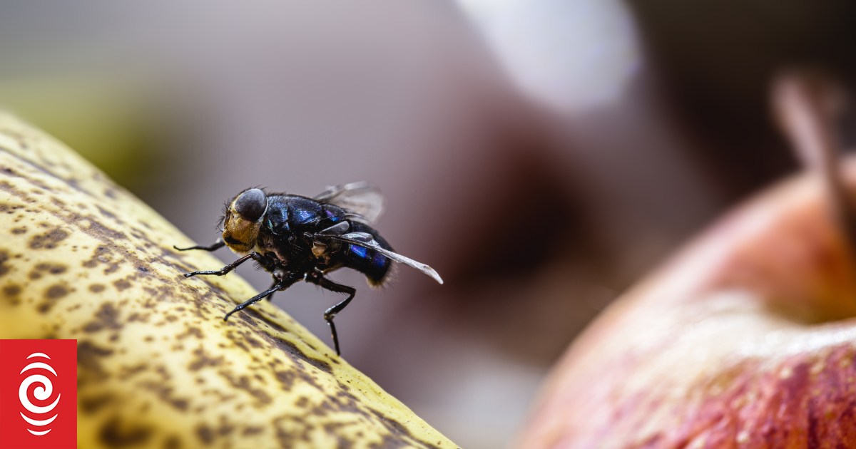Buzz off: Why there are so many flies around and how to get rid of ...