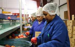 Solomon Islanders working in the pack house at JR's Orchards in New Zealand under the Recognised Seasonal Employer program.