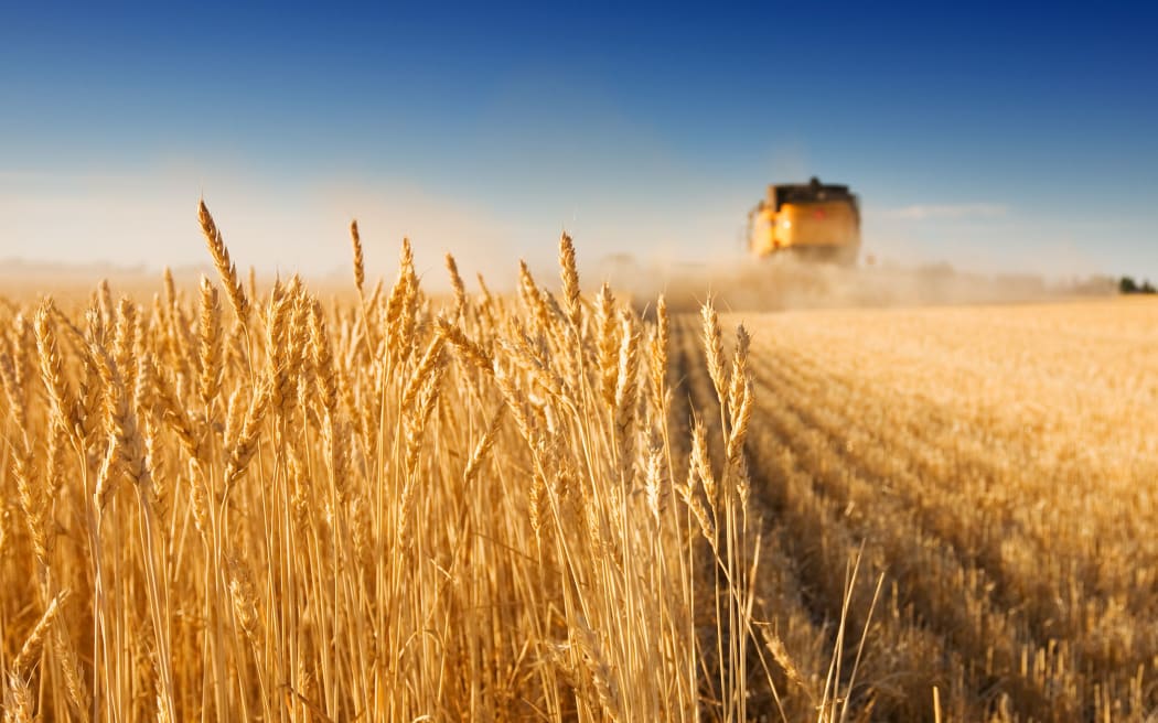 A combine harvester working in a wheat field,(focus on front row of wheat)