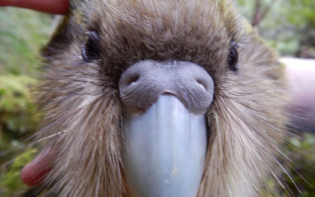 Blake the kākāpō died after a capture, with the cause suspected to have been heat stress.