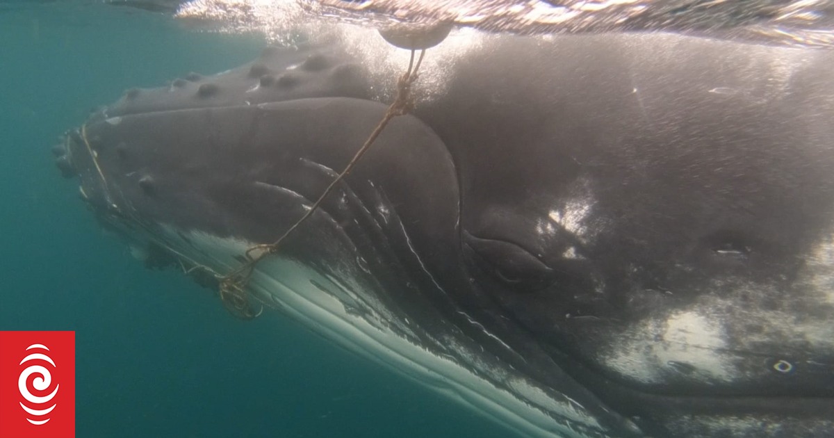 Public urged to report any sightings of whale with tangled tail - Vimarsana News