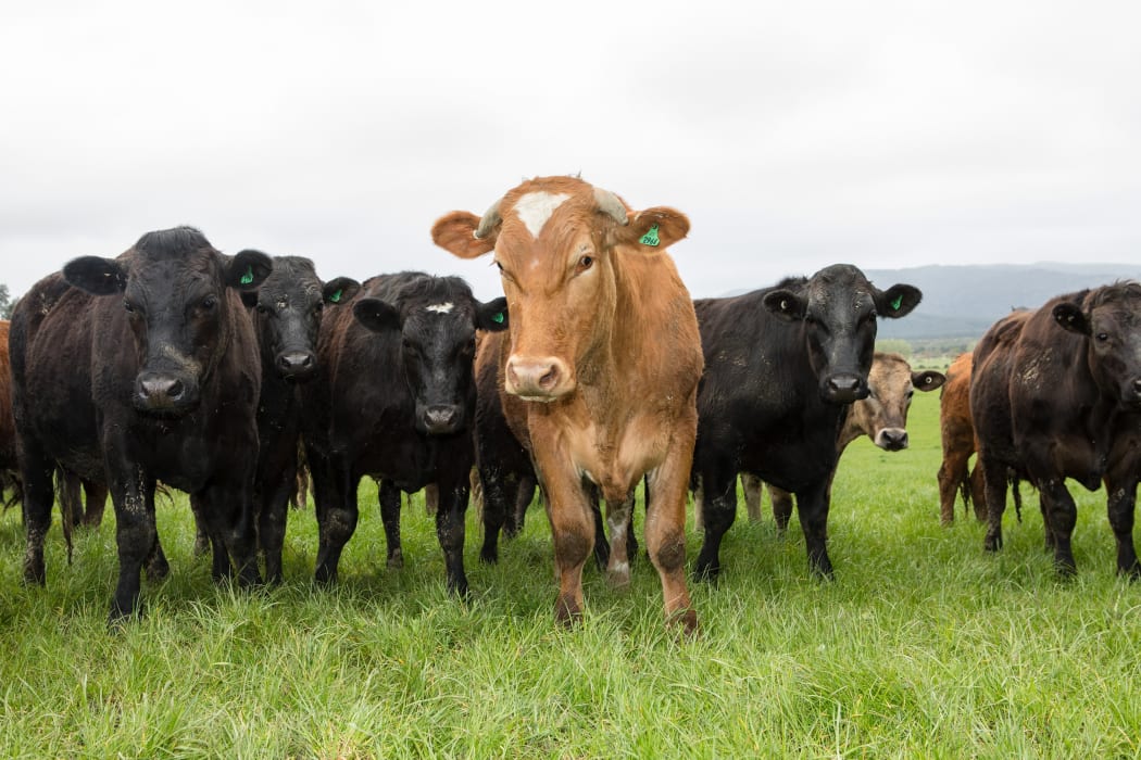 Alliance launches premium Wagyu beef offer for farmers RNZ News
