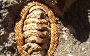 The snakeskin chiton 'Sypharochiton pelliserpentis', which is in the running for 'Mollusc of the Year 2021.'