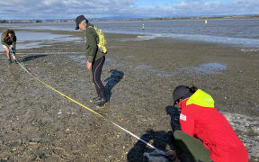 Field work includes measuring up the area where a core sample is taken to check the size of tuangi.