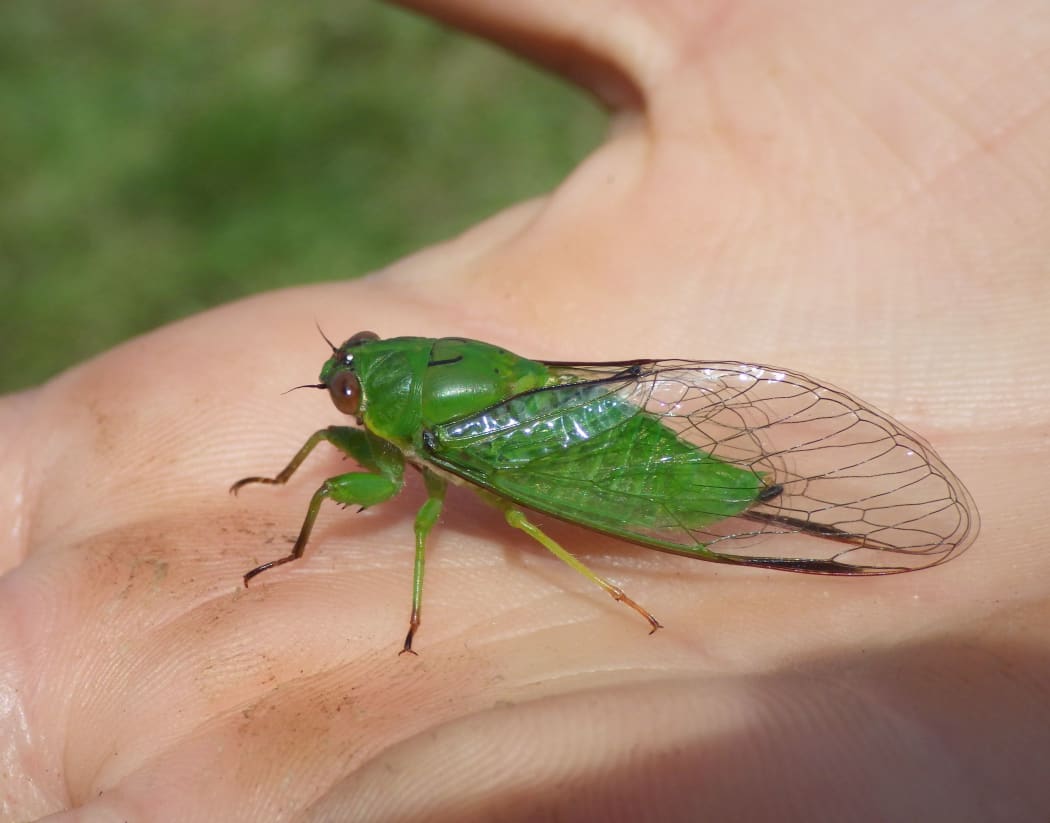 The April green cicada (Kikihia ochrina) has a very high-pitched call that children can hear, but most adults can't.