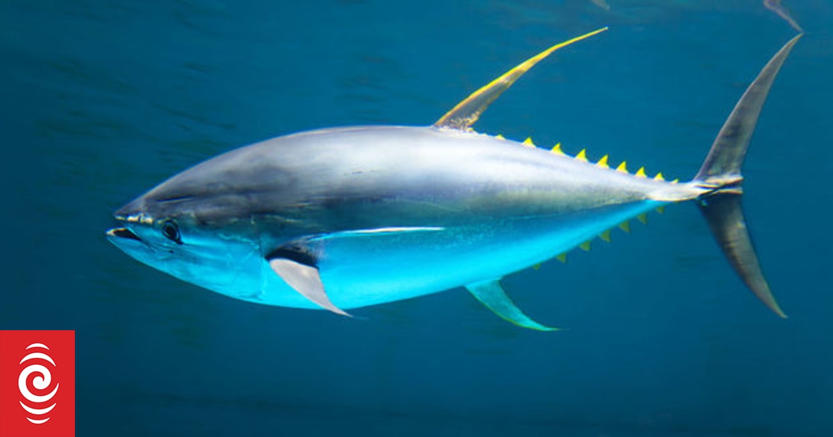 Climate change migration of Tuna threatening Pacific economies | RNZ