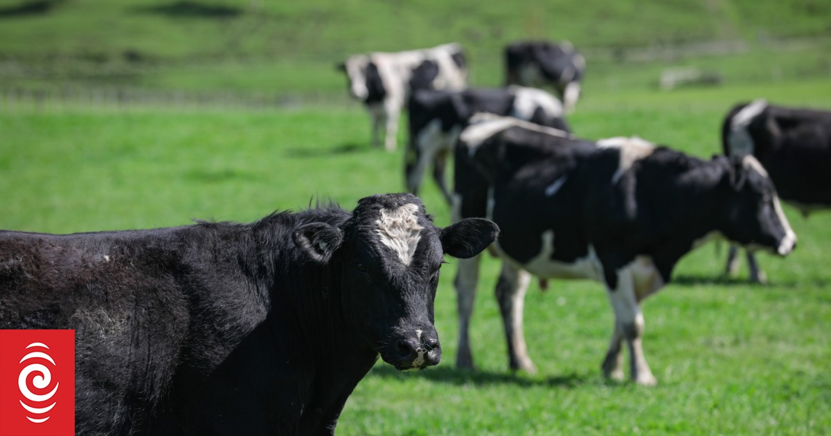 Westpac establece objetivos de emisiones basados ​​en la intensidad para las granjas a las que otorga préstamos
