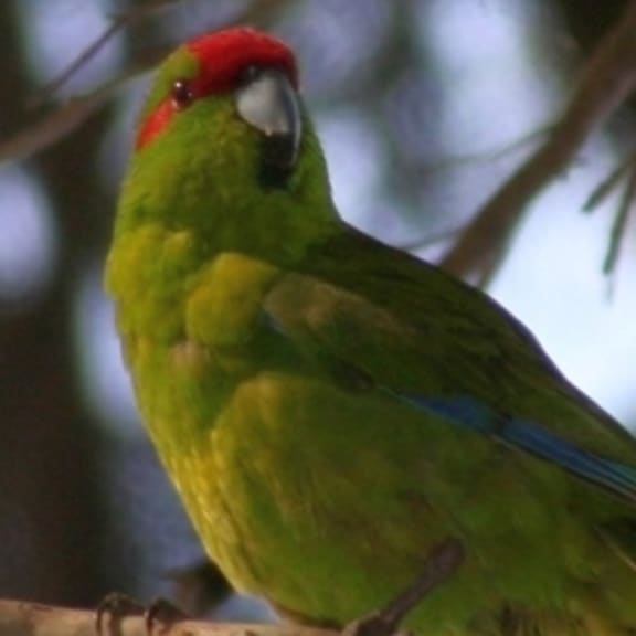 Kākāriki or red-crowned parakeet.