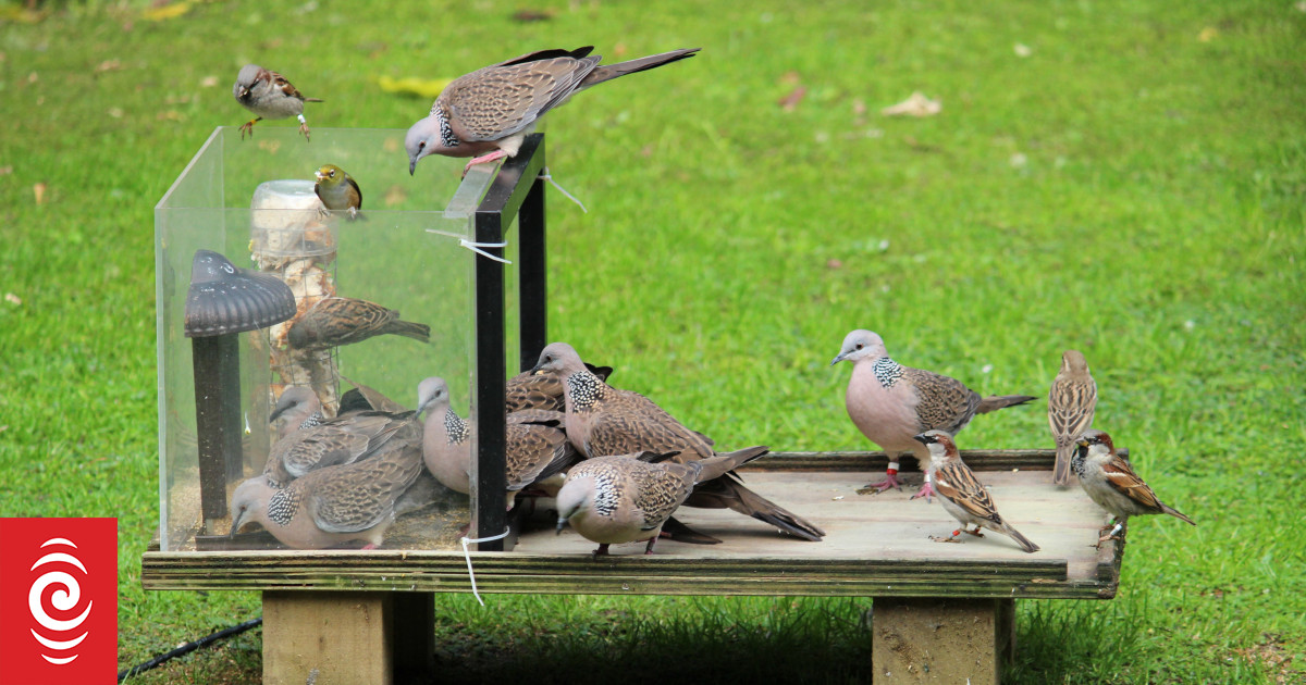 Stop feeding birds bread, clean sugar water feeders daily RNZ